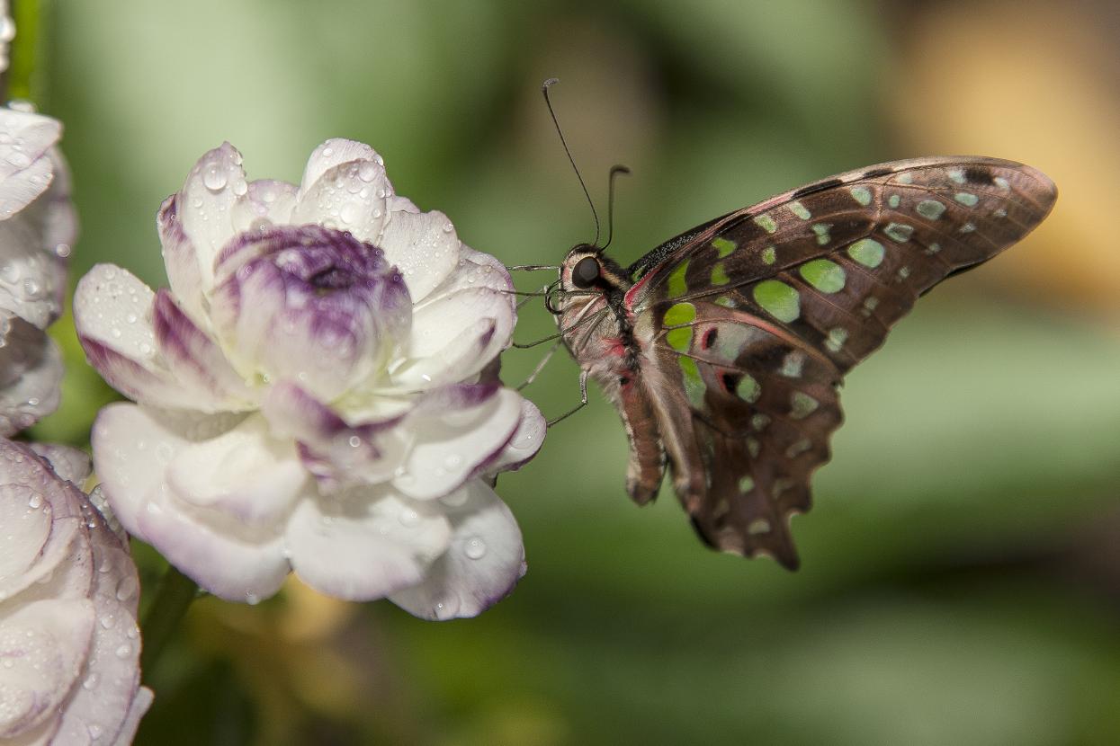 Malachite butterfly