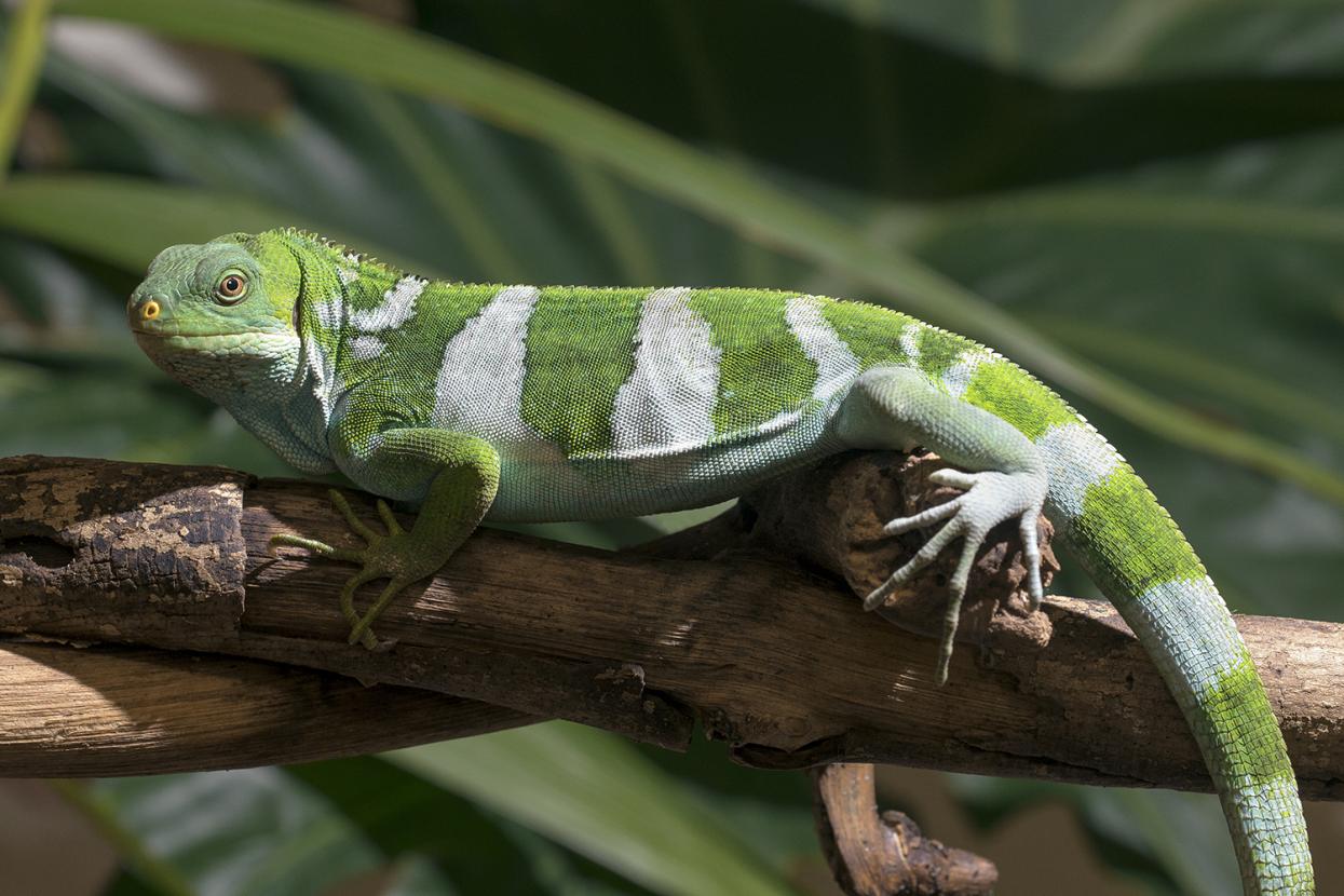 Fiji iguana