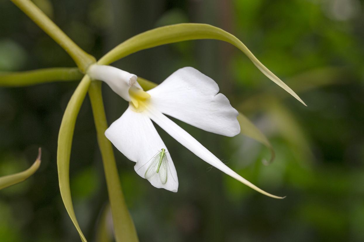 Epidendrum parkinsonianum