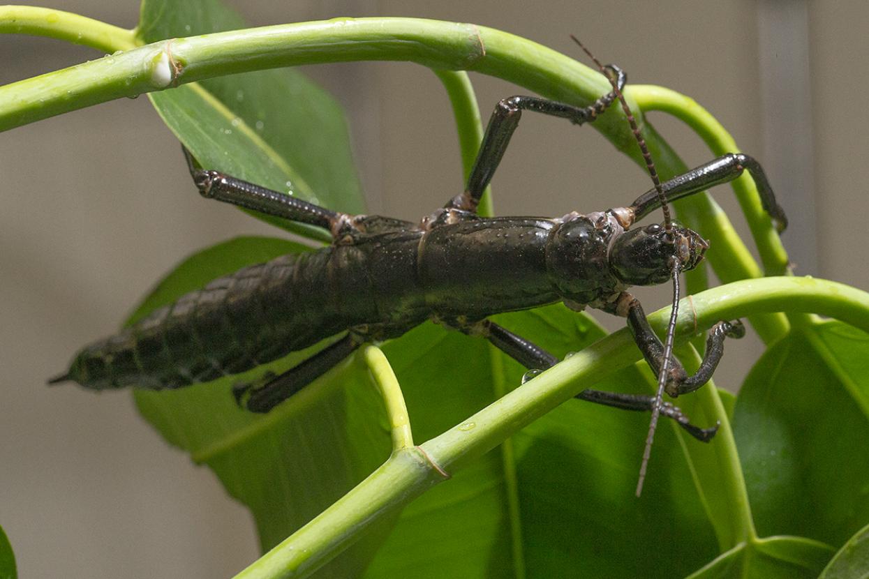 Lord Howe Island stick insect