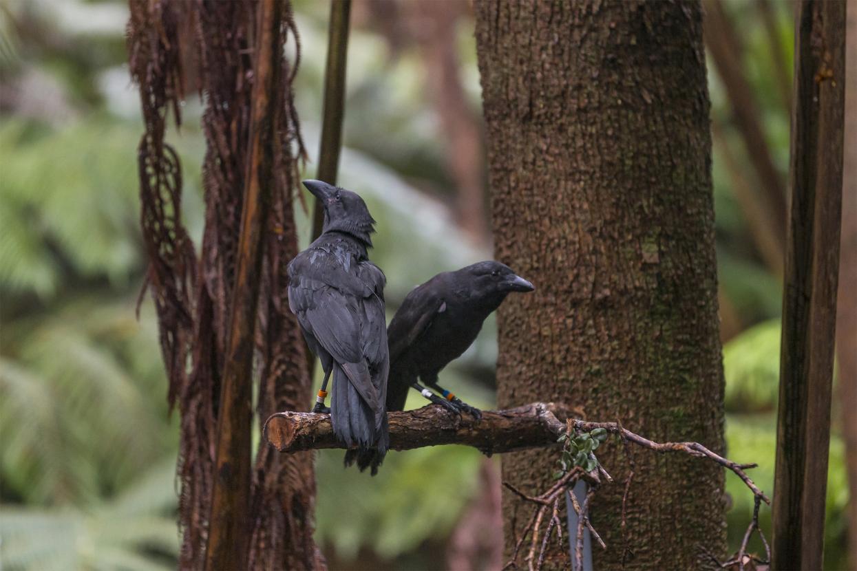 Two ʻalalā sit in a tree.