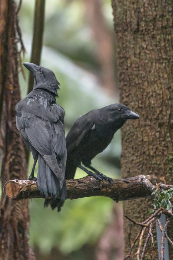 Hawaiian crows in tree