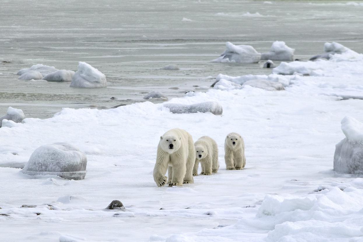 a mother polar bear guides her cubs across the snow