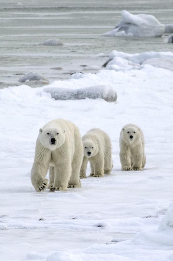 Polar bear with cubs in snow