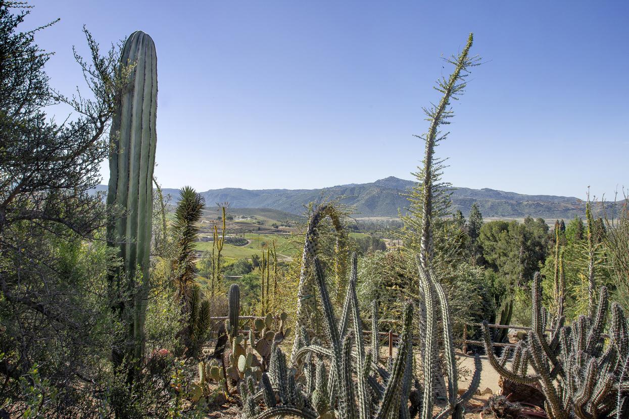 Baja Garden viewpoint