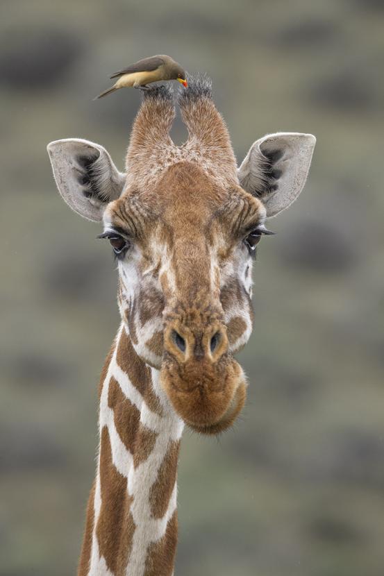 Giraffe closeup with ox plover on its ossicone