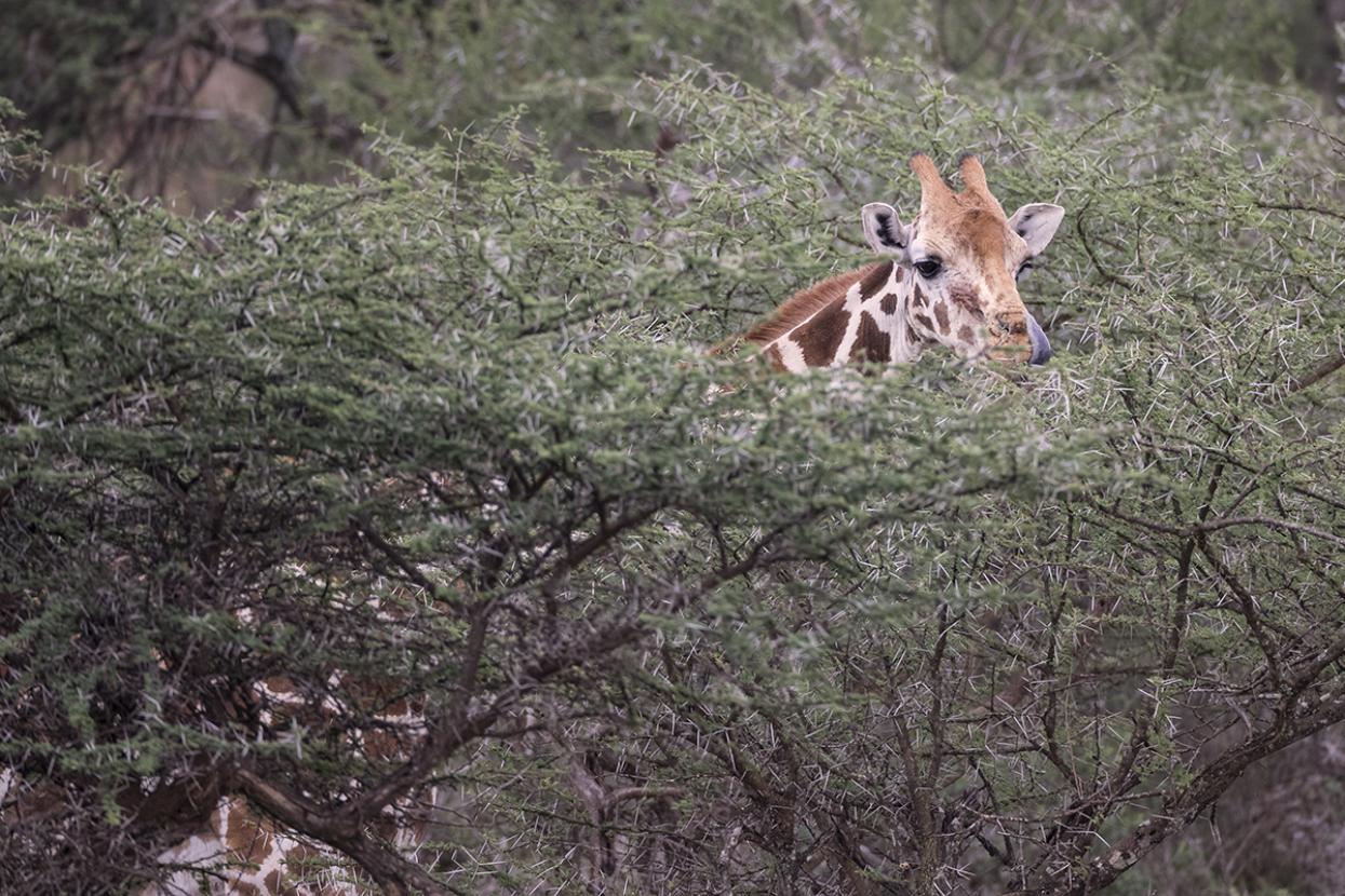Giraffe eating acacia