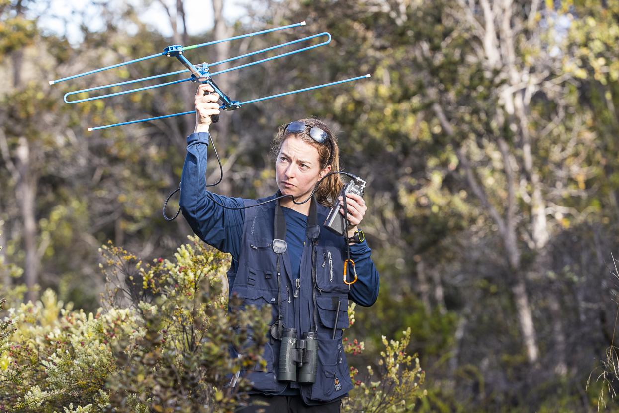 Conservationist using radio telemetry device.