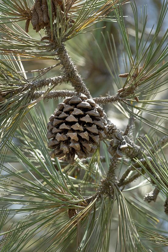 Torrey pines pinecone