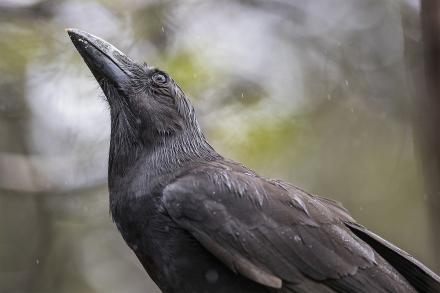 ʻAlalā looking up in a forest in Hawaiʻi.