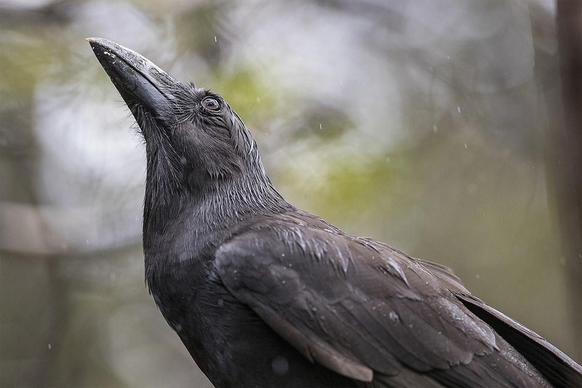 ʻAlalā looking up in a forest in Hawaiʻi.