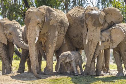 Elephant herd
