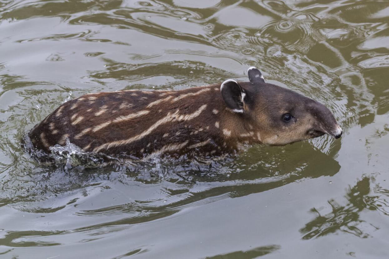 tapir swimming