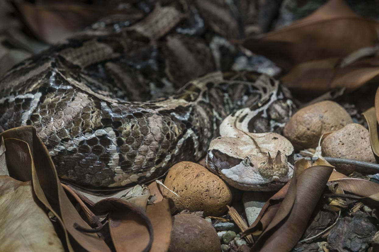 West African Gaboon viper