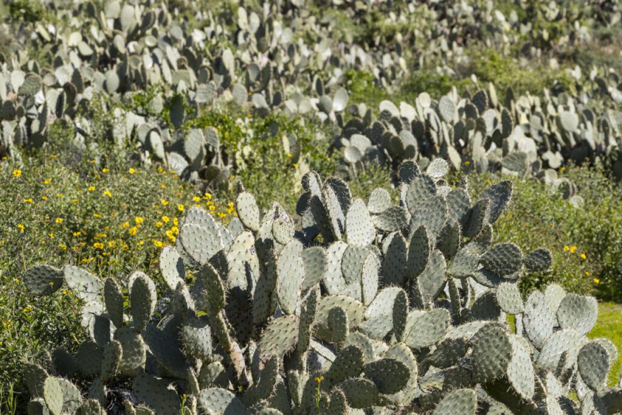 cacti