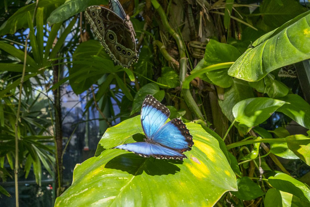Blue morpho butterflies