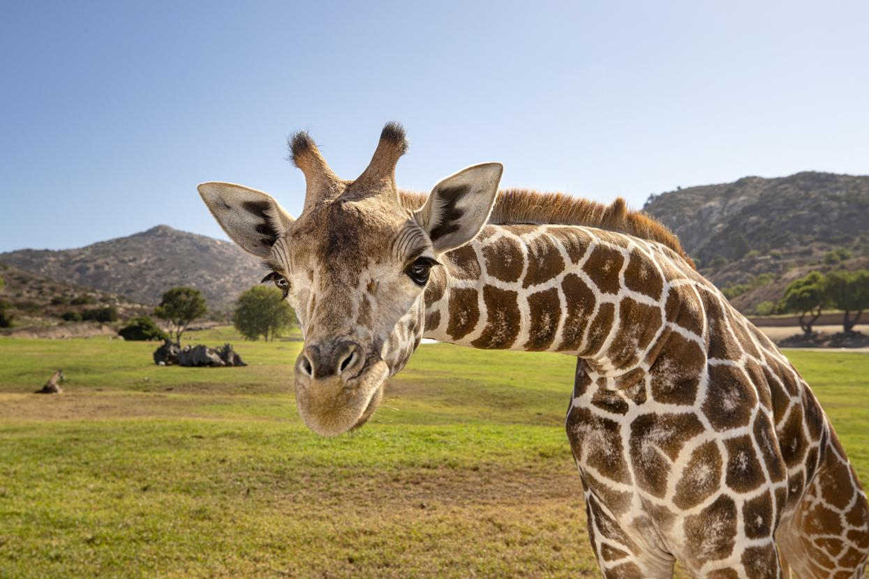 giraffe in field habitat