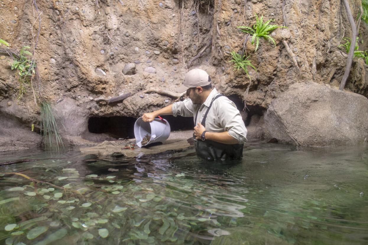 Luis Ochoa adding crayfish for platypus