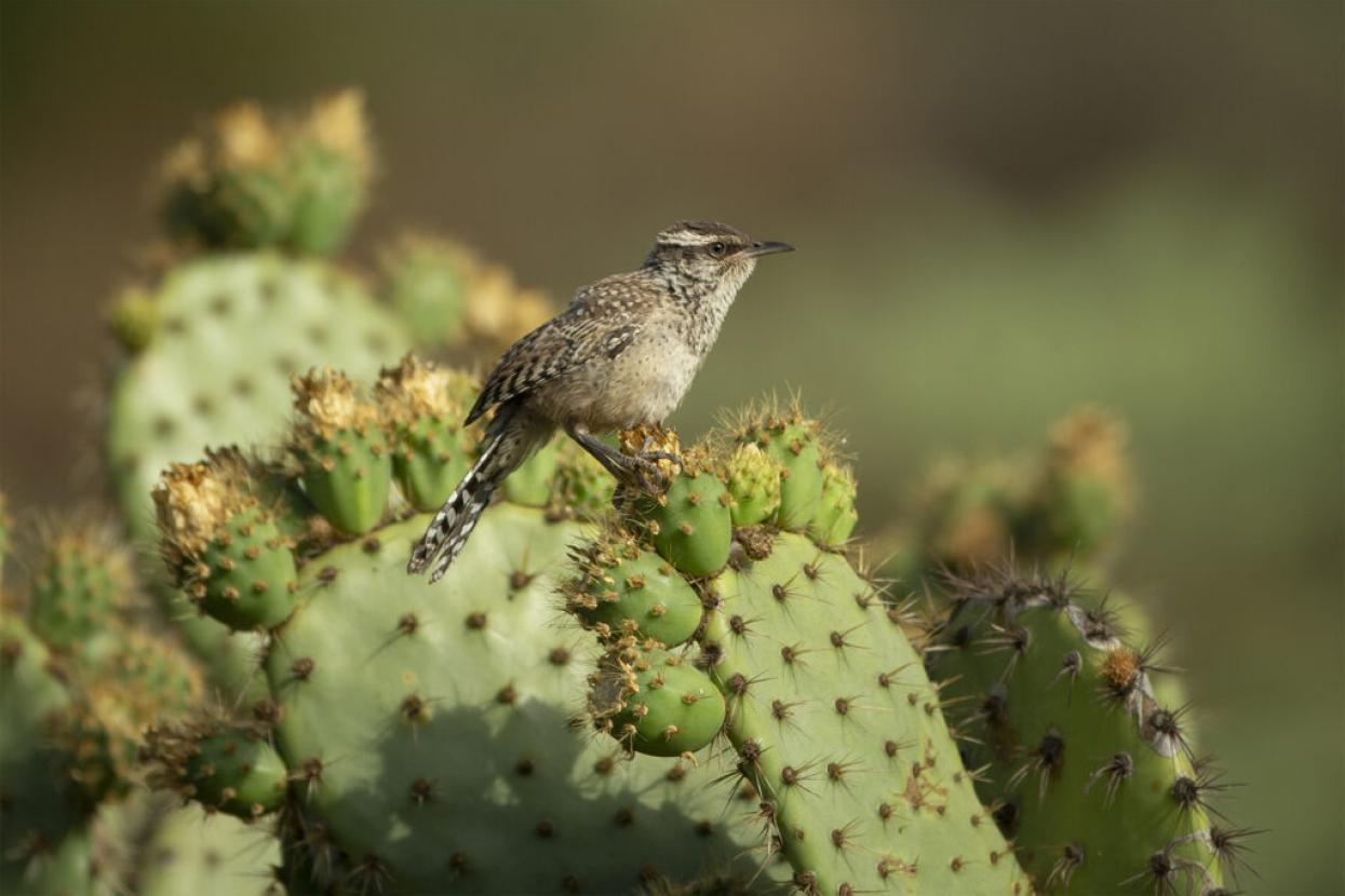 wren on a cactus