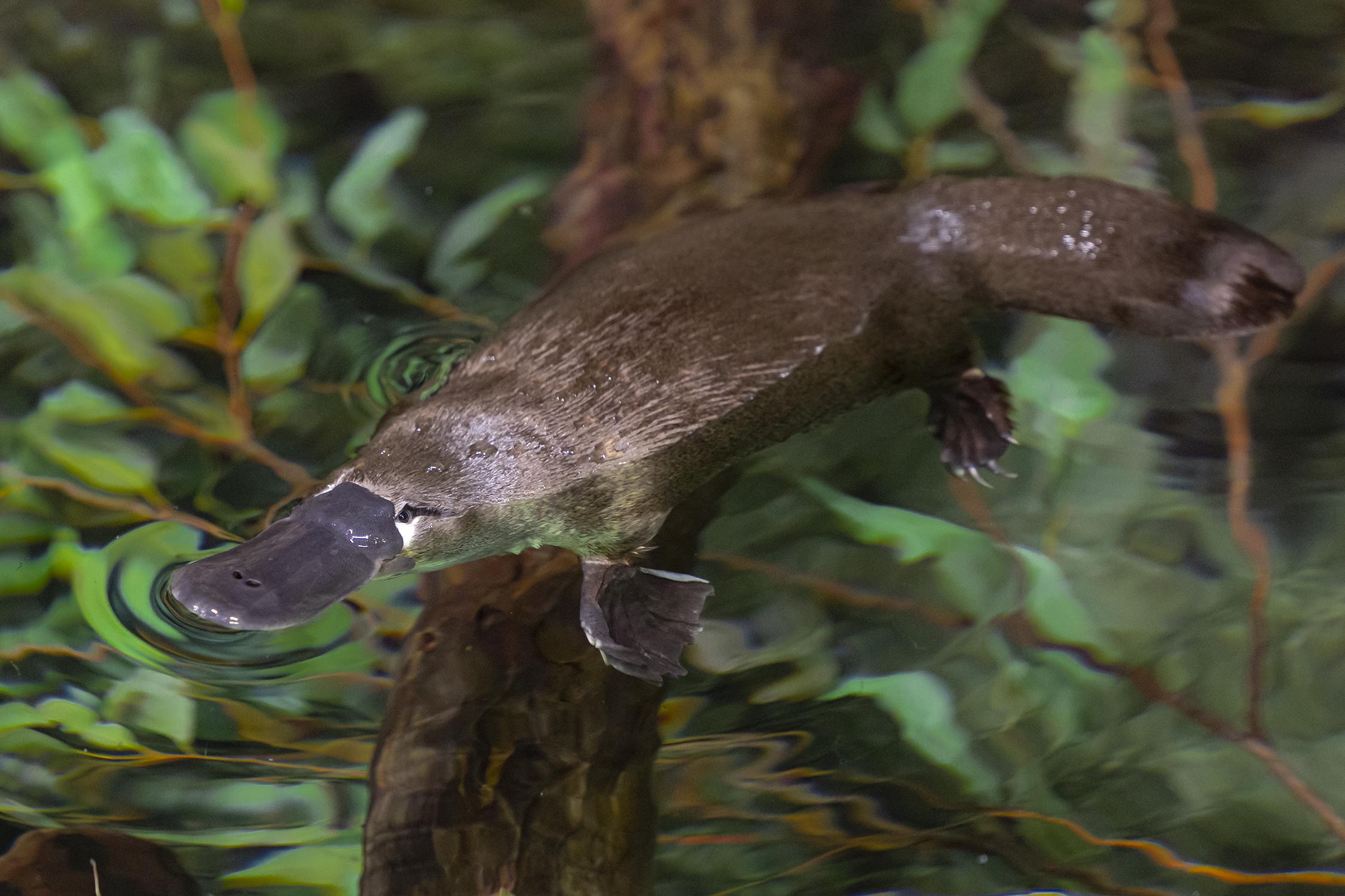Platypus in water