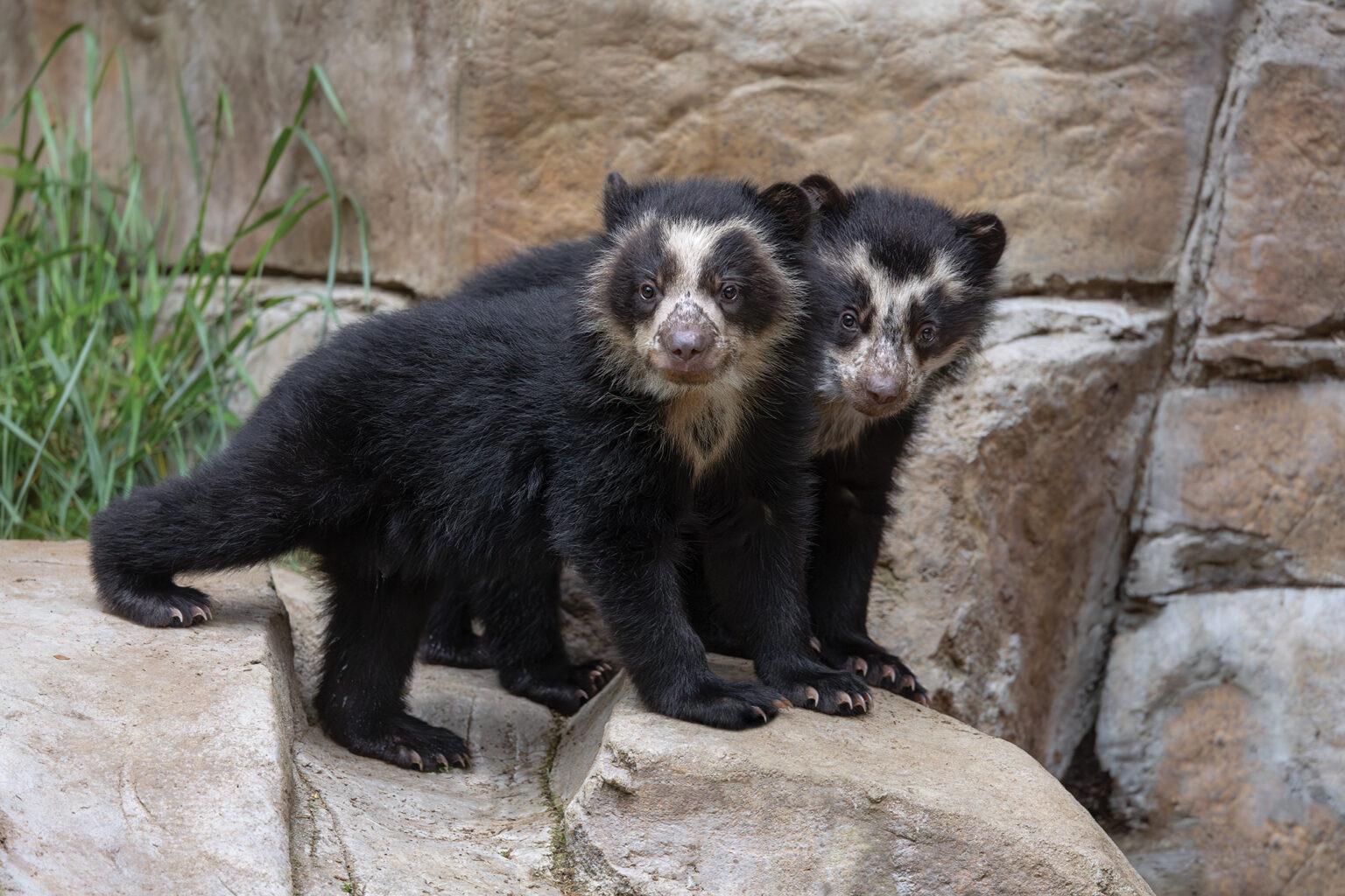 two Andean bear cubs