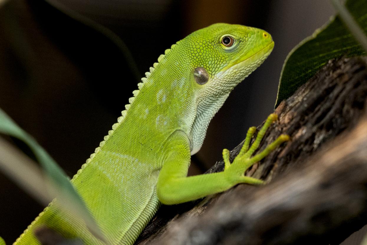 Fiji iguana