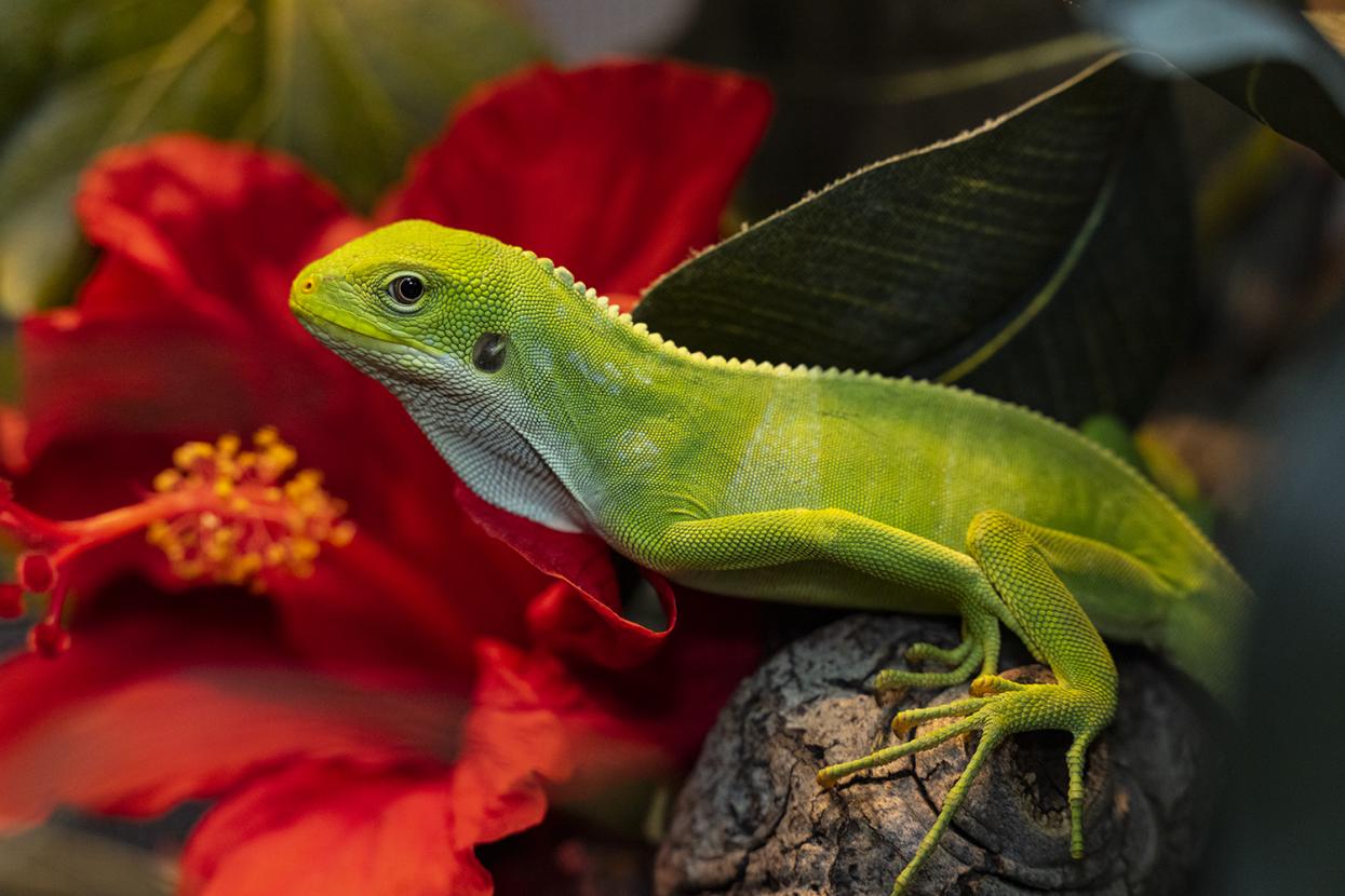 Fiji iguana