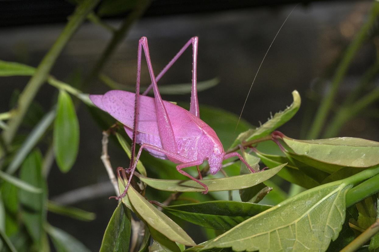 pink katydid