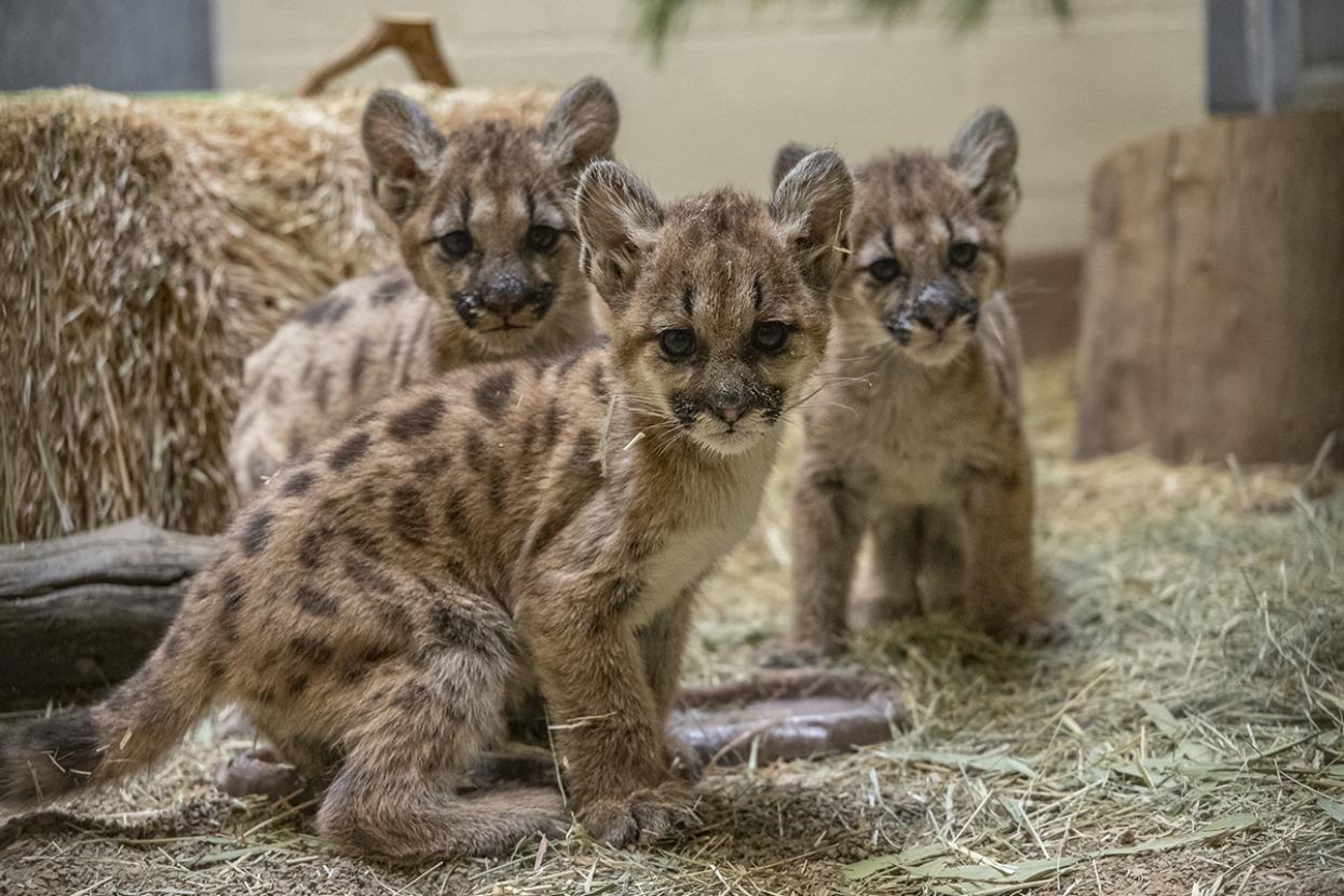 mountain lion cubs