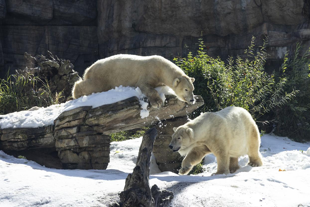 two rescued orphan polar bears explore at the San Diego Zoo