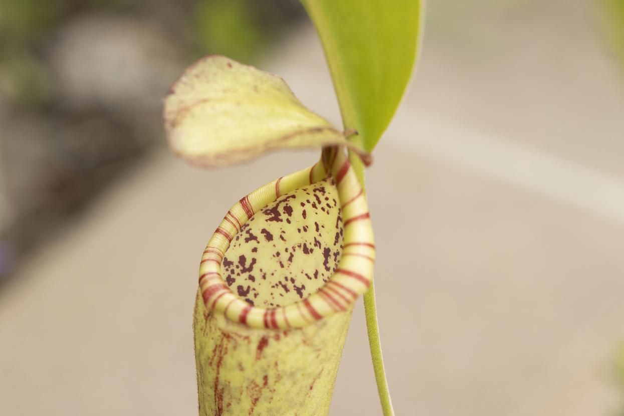 pitcher plant