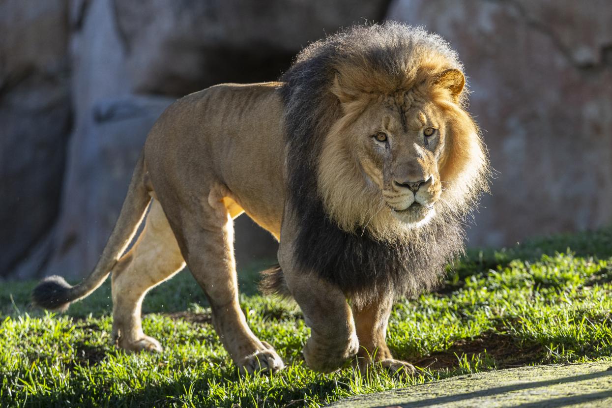 Male African lion