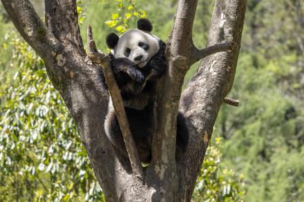 A giant panda in China resting in a tree.