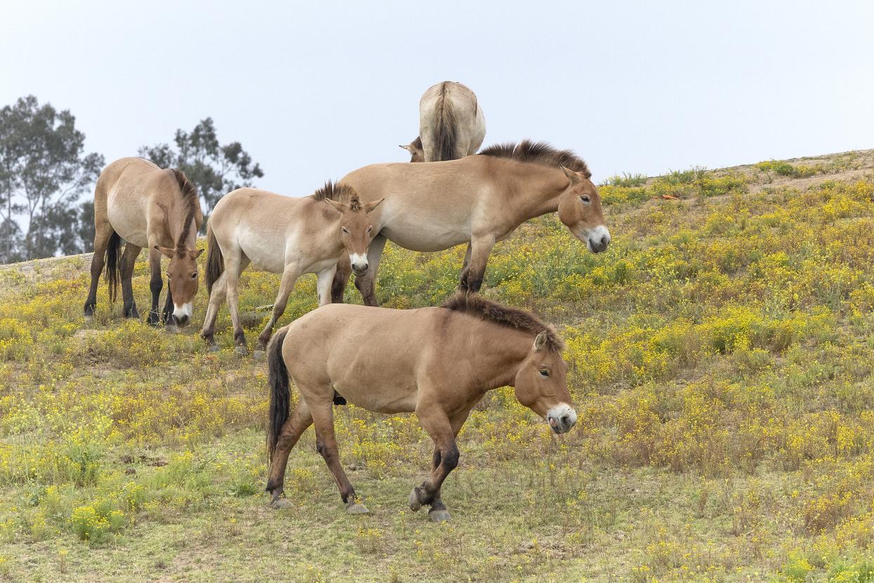 Przewalski's horses