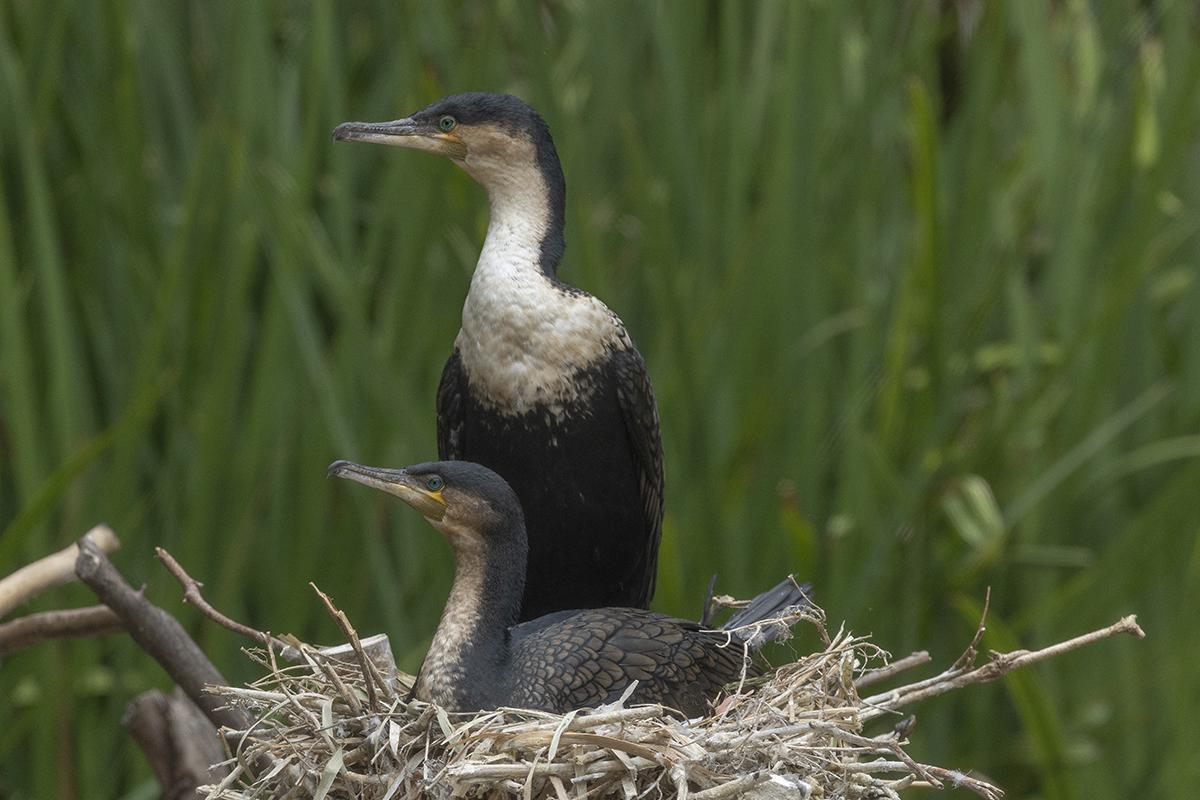 White-breasted cormorant birds in a nest