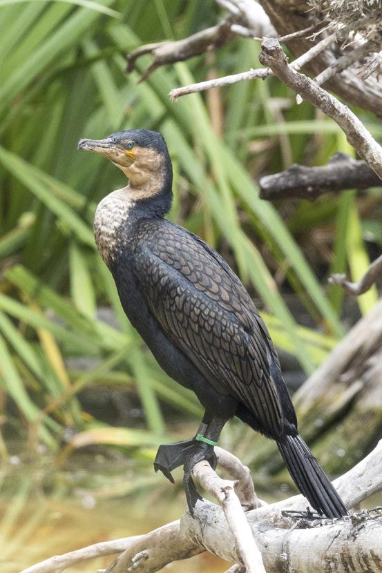 White-breasted cormorant sitting on a branch.