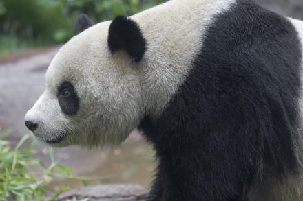 A panda in profile