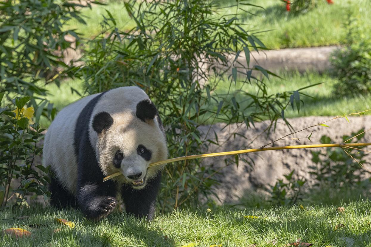 xin bao the giant panda carrying a bamboo stalk
