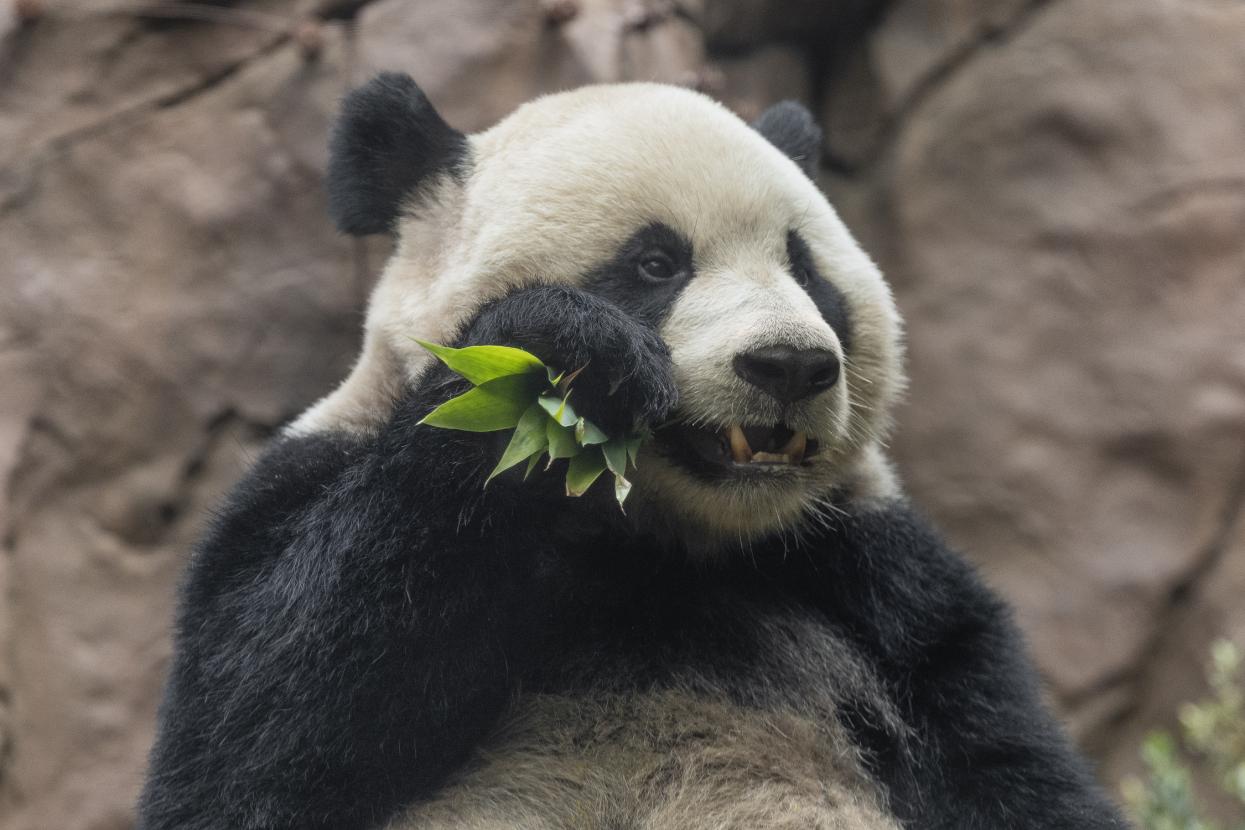 Closeup of panda eating bamboo