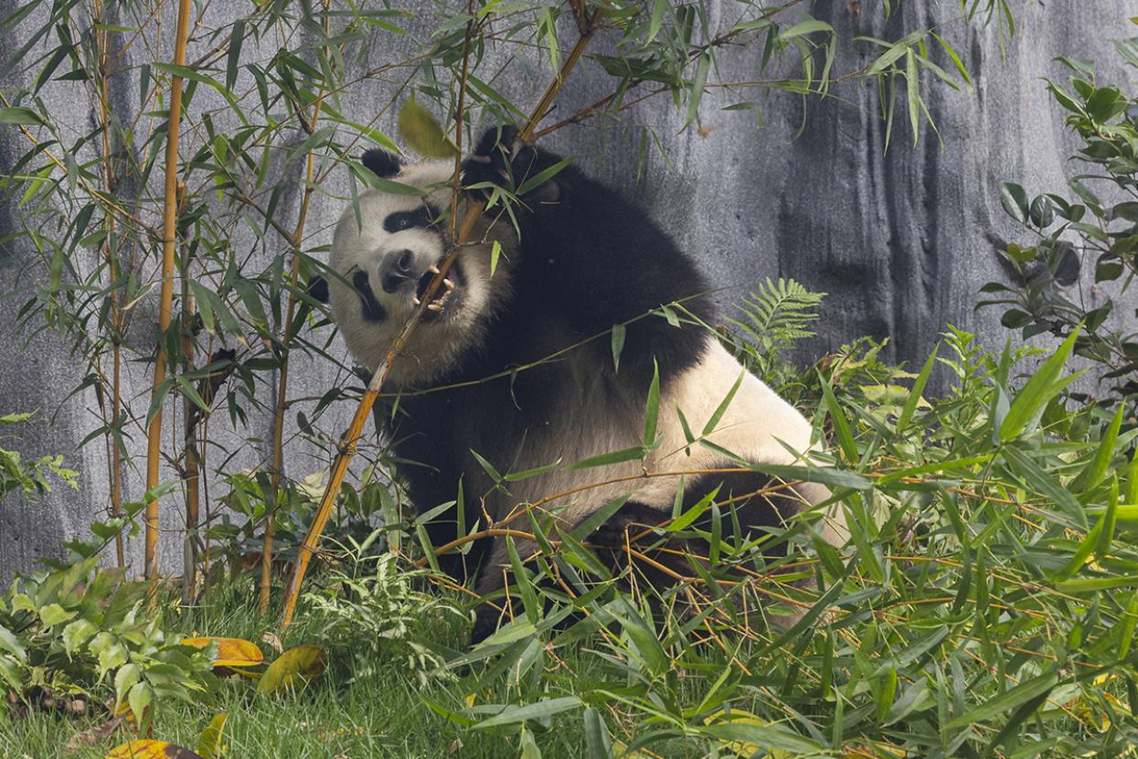 xin bao biting a bamboo shoot