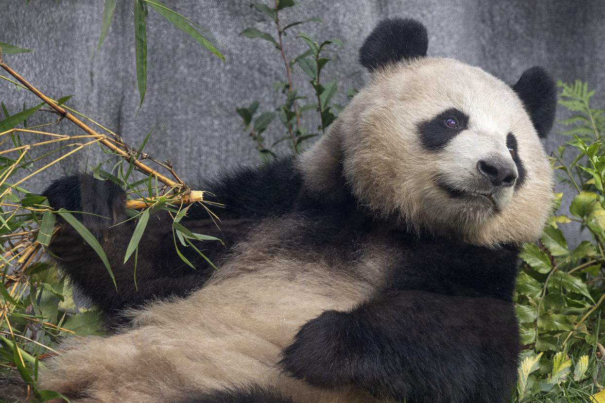 Panda reclining, looking over its left shoulder