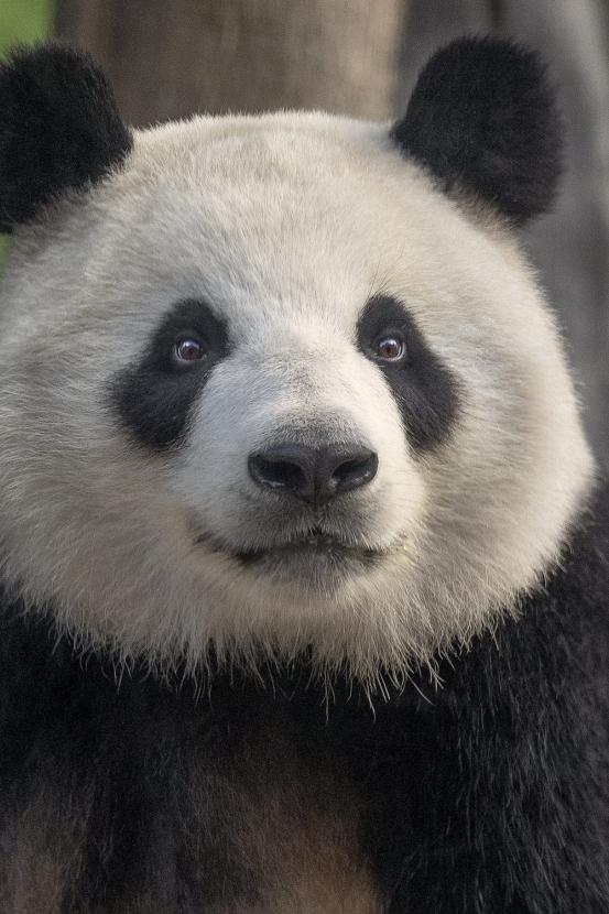 Head and shoulder photo of a panda