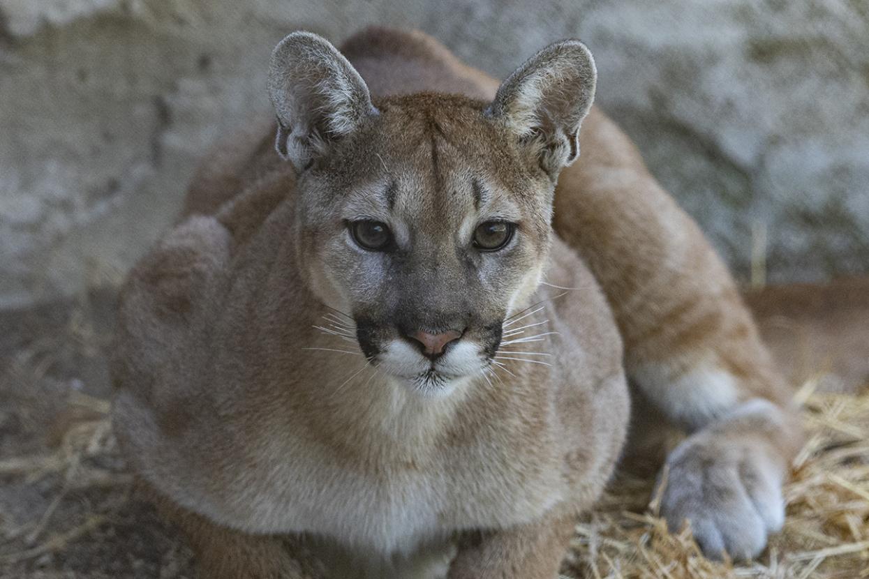Pehkaay the mountain lion