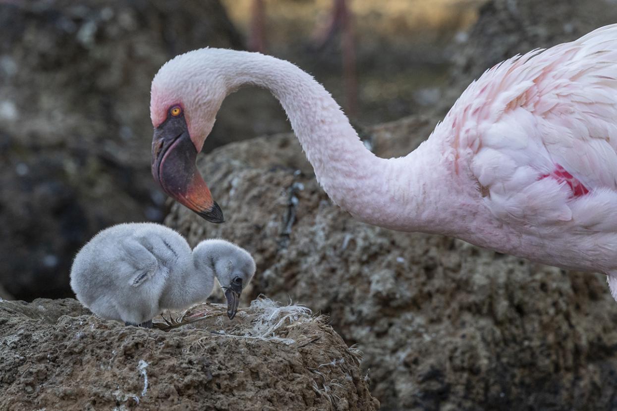 Flamingo father and chick