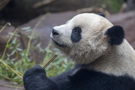 Yun Chuan looking back while holding bamboo