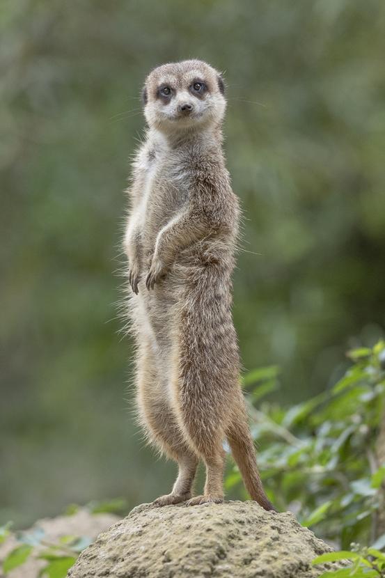Meerkat standing on hind legs, looking alert.