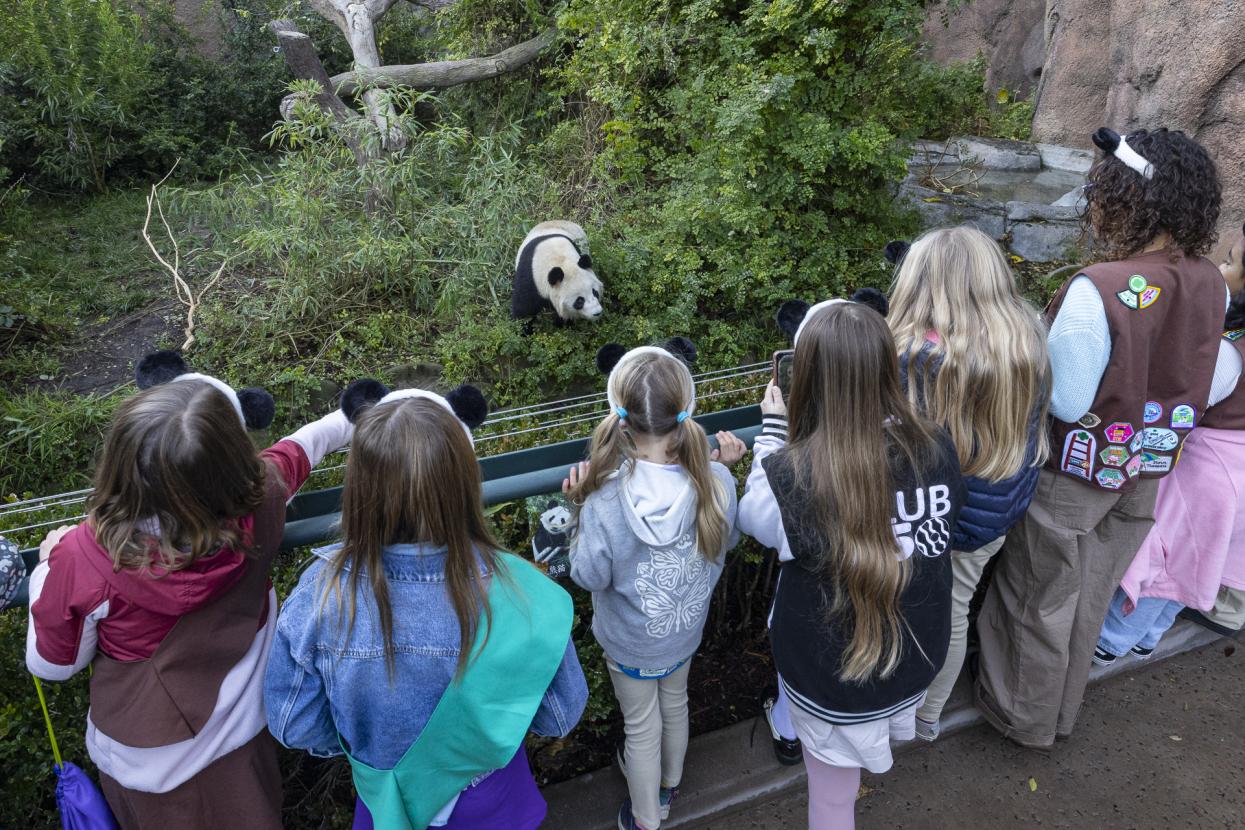 young girls wearing panda ear headbands facing a giant panda