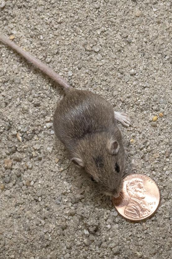Pacific pocket mouse and a U.S. penny