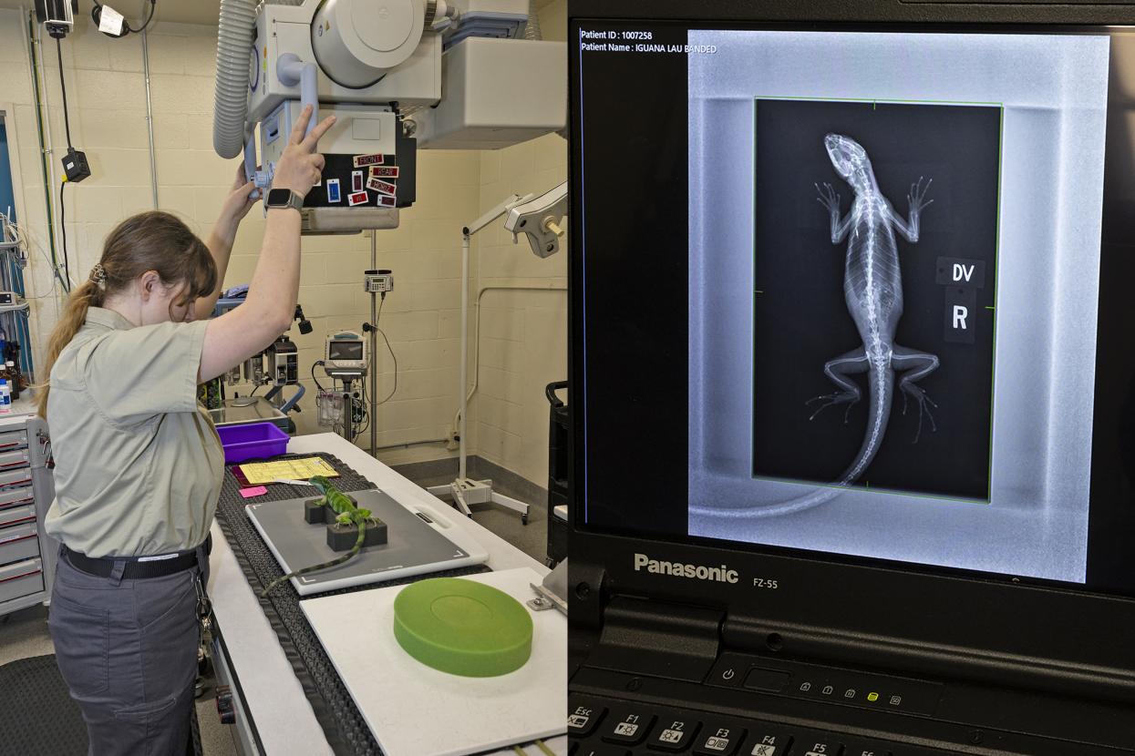 side by side Fiji exam and xray