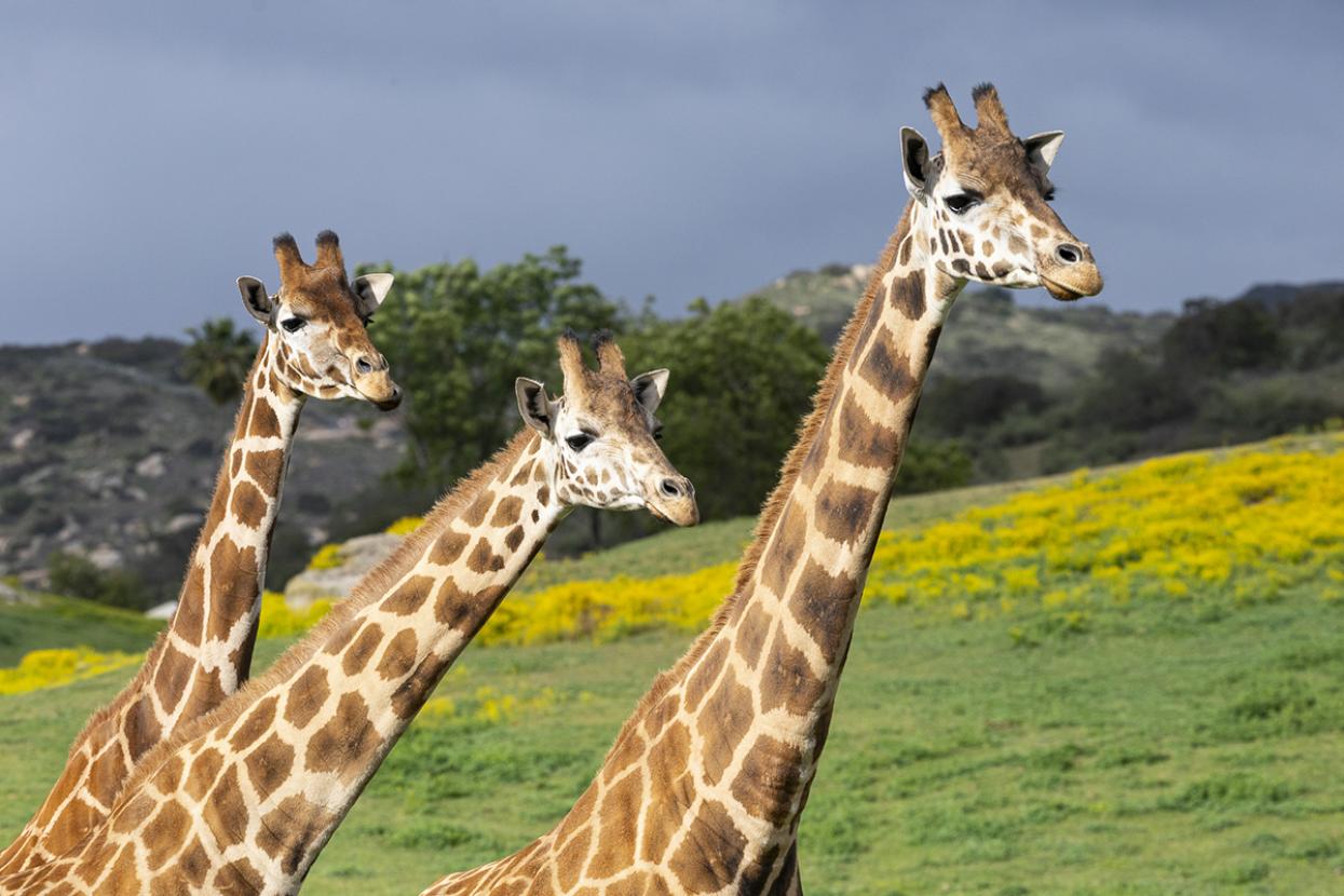 giraffes
